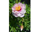 Paeonia ITOH