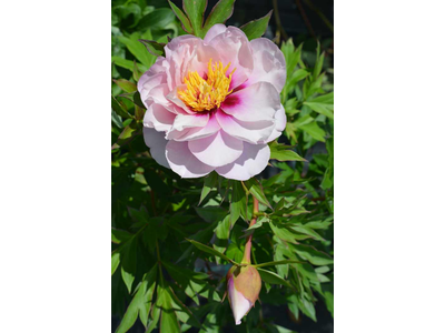 Paeonia ITOH