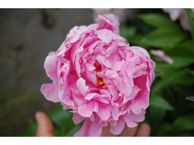 Paeonia lactiflora