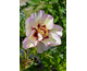 Paeonia ITOH Old Rose Dandy