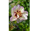 Paeonia ITOH