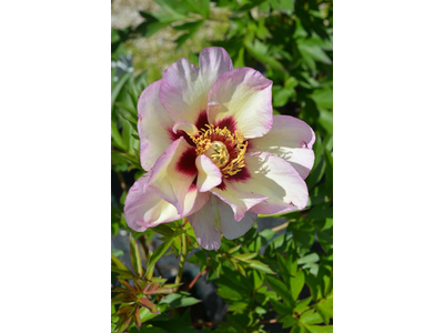 Paeonia ITOH