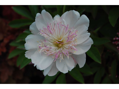 Paeonia