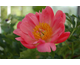 Paeonia lactiflora Coral Sunset