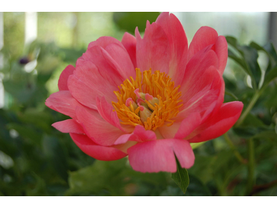 Paeonia lactiflora