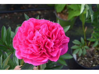 Paeonia lactiflora