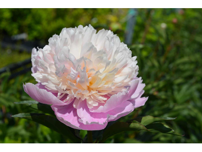 Paeonia lactiflora