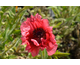 Papaver Scarlet O'Hara