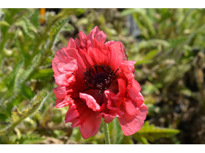 Papaver