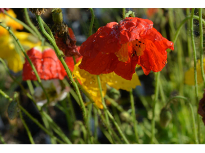 Papaver nudicaule