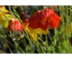 Papaver nudicaule Champagne Bubbles Mix