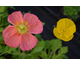 Papaver nudicaule Wonderland mix