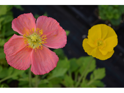 Papaver nudicaule