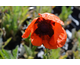 Papaver orientale