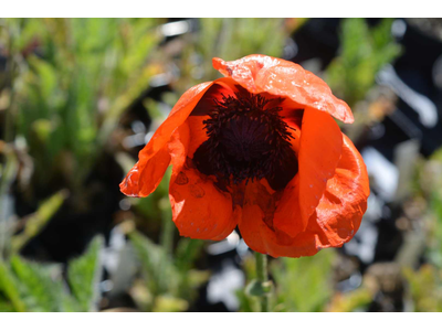 Papaver orientale