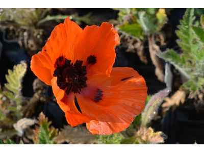 Papaver orientale