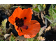 Papaver orientale Nana Allegro