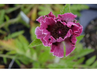 Papaver orientale