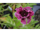 Papaver orientale Patty's Plum