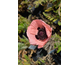 Papaver orientale