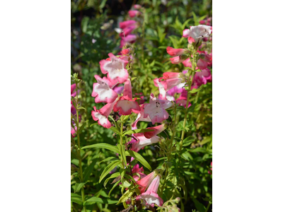 Penstemon