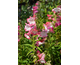 Penstemon Arabesque