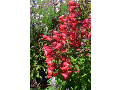 Penstemon