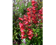 Penstemon