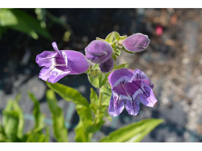 Penstemon cobaea