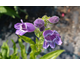 Penstemon cobaea None