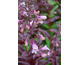 Penstemon Dark Towers ®