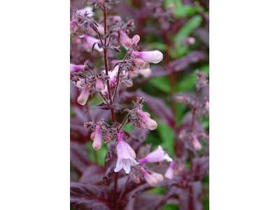 Penstemon