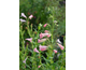 Penstemon Hidcote Pink