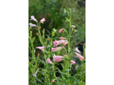 Penstemon