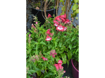 Penstemon