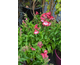 Penstemon Pentastic Red