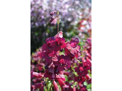 Penstemon