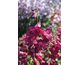 Penstemon Rich Ruby