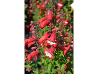 Penstemon