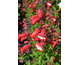 Penstemon Rubicunda