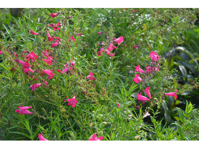 Penstemon