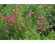 Penstemon Schoenholzeri