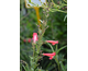 Penstemon barbatus Twizzle Red