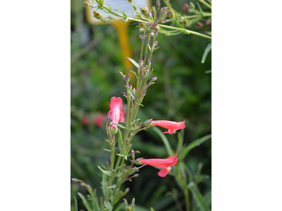 Penstemon barbatus