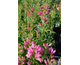 Penstemon barbatus Pinacolada Dark Rose Shades