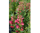 Penstemon barbatus Pinacolada Rosy Red Shades