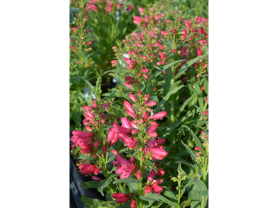 Penstemon barbatus