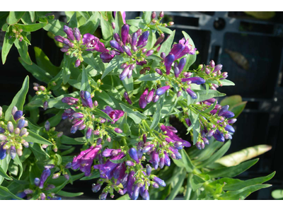 Penstemon barbatus