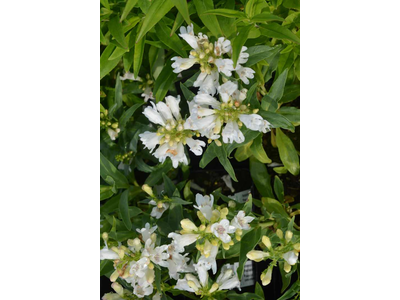 Penstemon barbatus