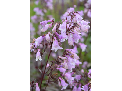 Penstemon digitalis